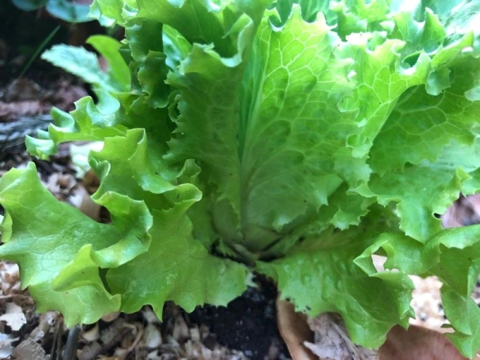 illustrasjonsbilde plukksalat