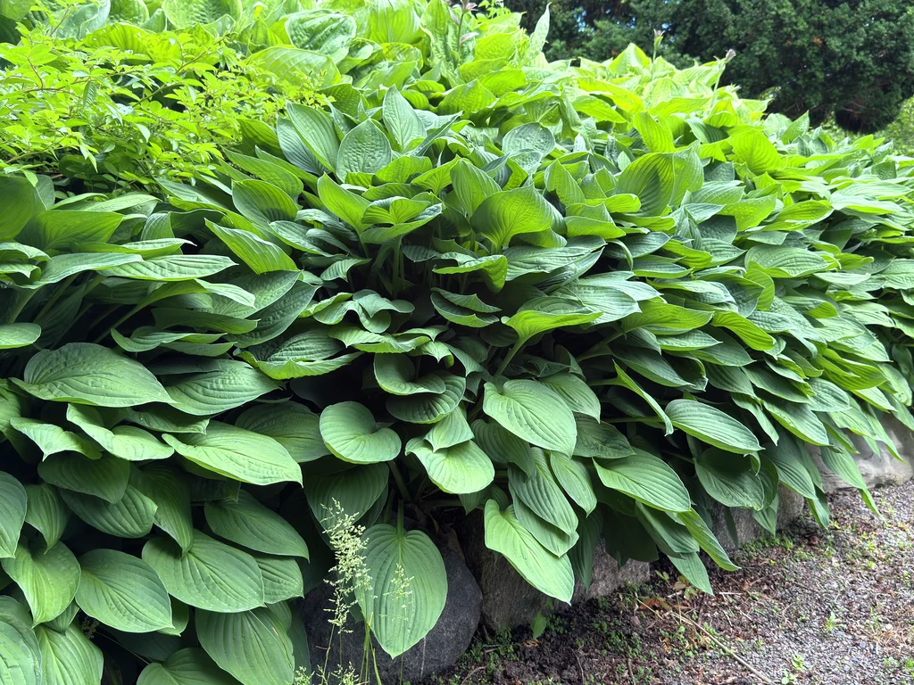 Illustrasjonsbilde Hosta