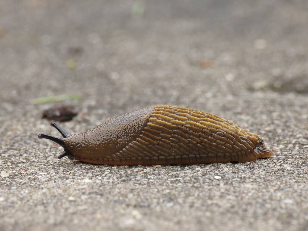 illustrasjon brunsnegle