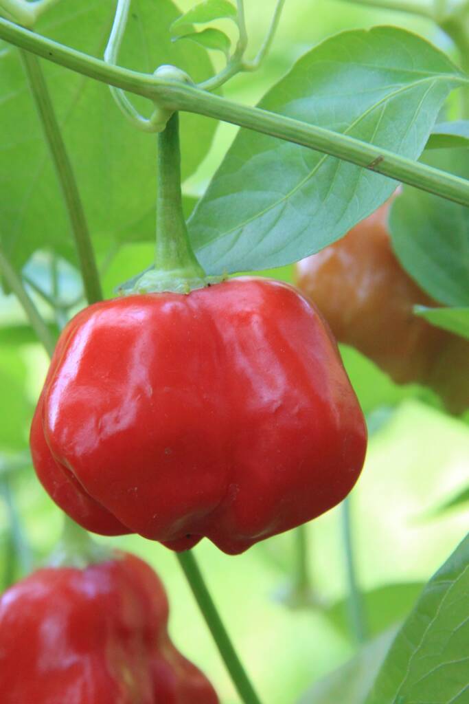 illustrasjonsbilde paprika