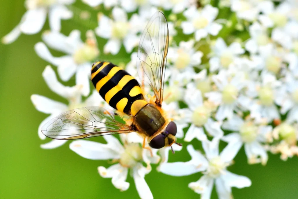 Vanlig blomsterflue