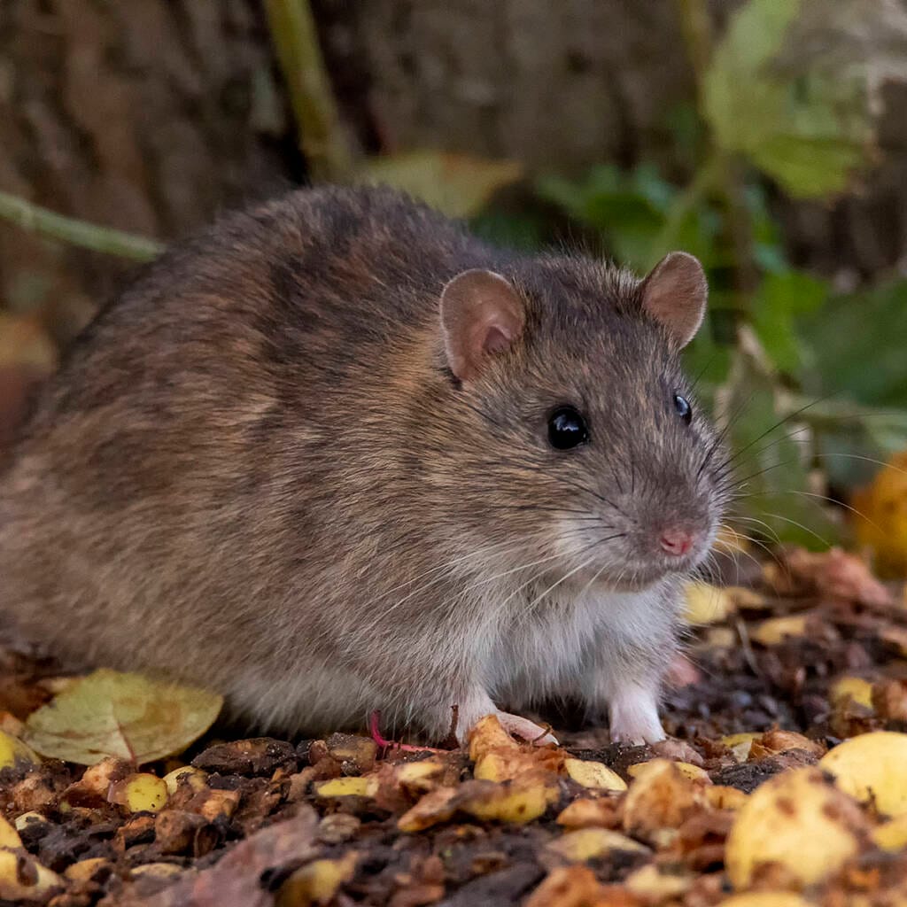 Illustrasjonsbilde brunrotte