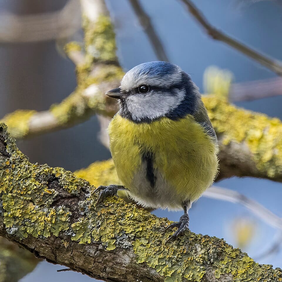 Blåmeis