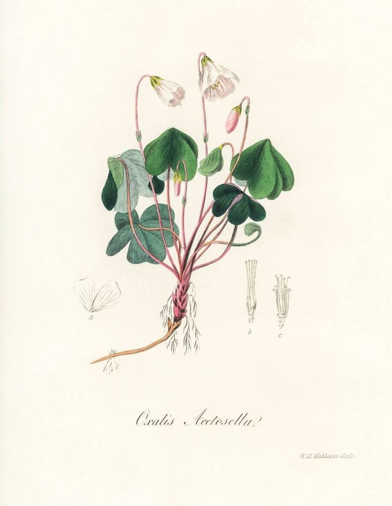 illustrasojnsbilde gauksyre