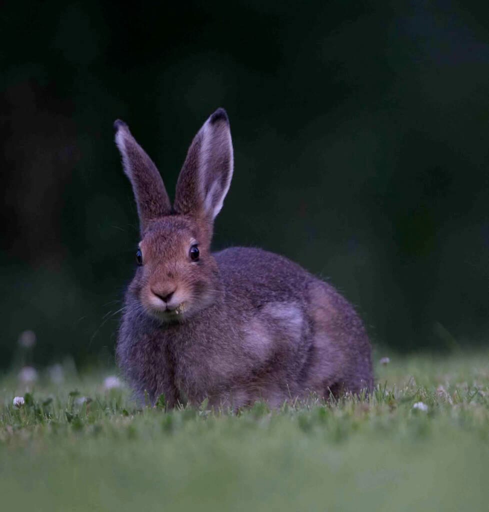 Hare