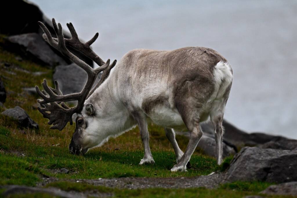 Rein