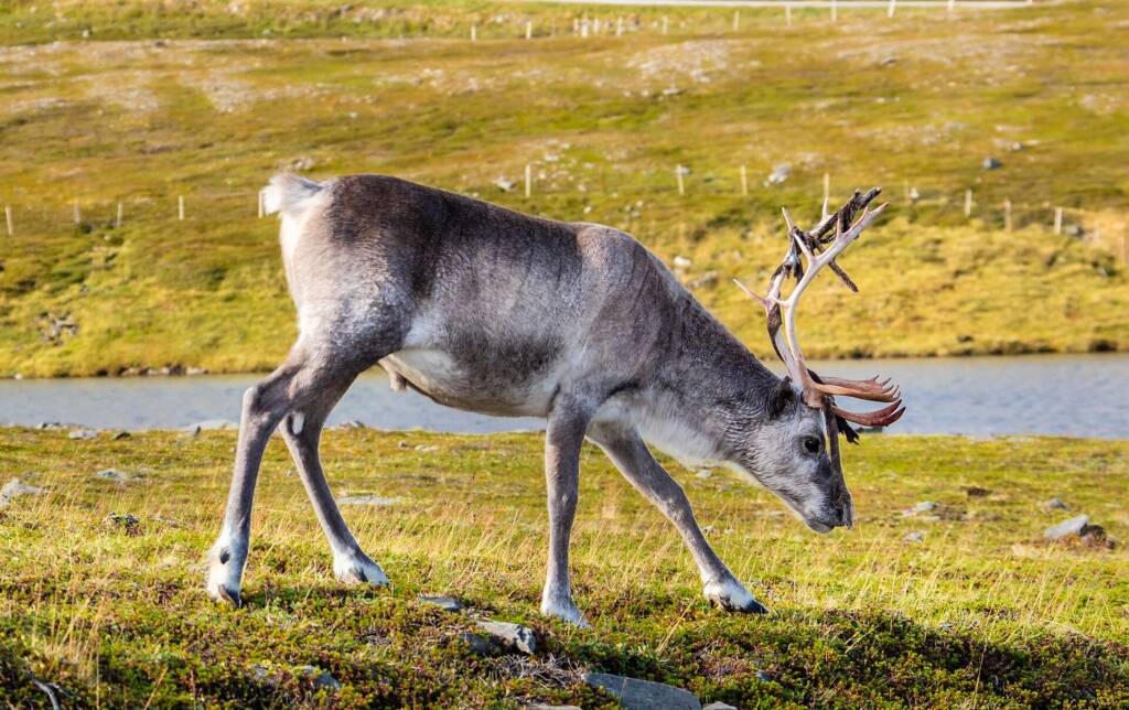 Rein